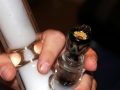Effects of Smoking Marijuana on the Lungs