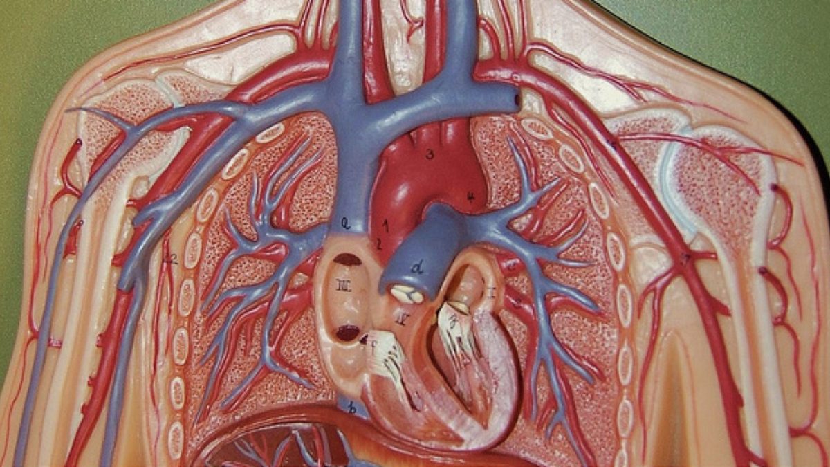 anatomical model of arteries