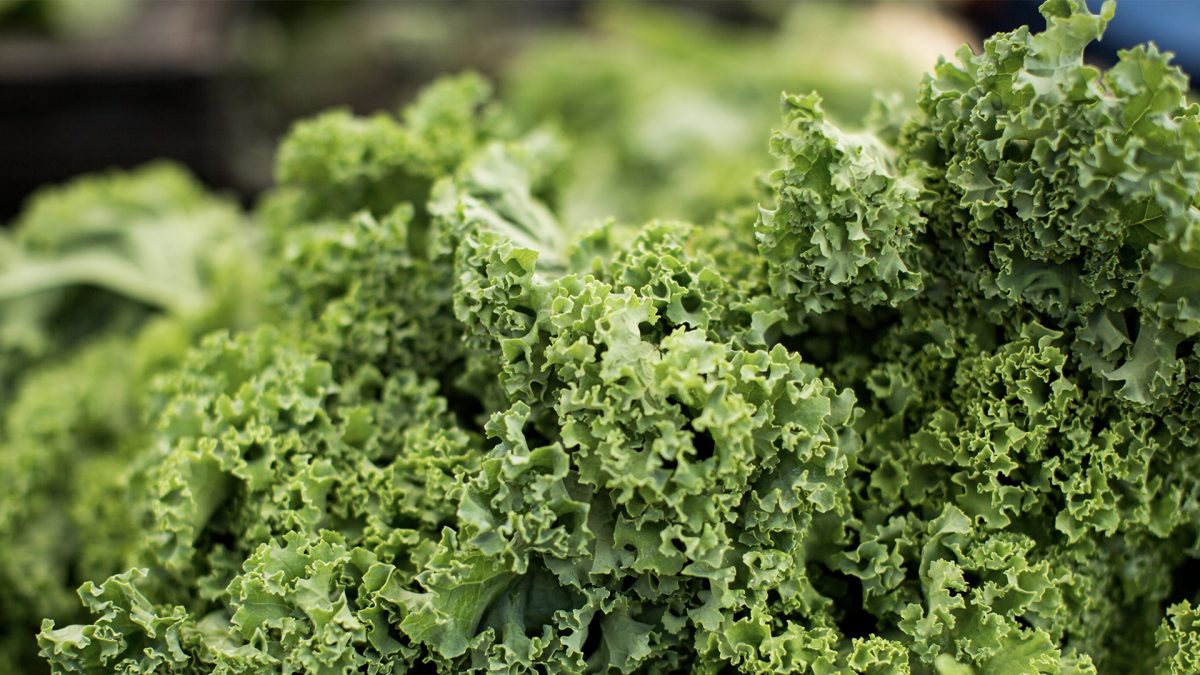 close-up of curly kale