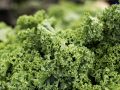 close-up of curly kale