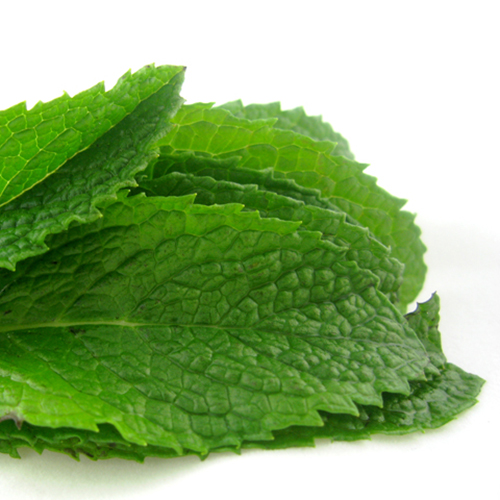 Mint