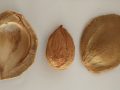 Do Apricot Seeds Work as an Alternative Cancer Cure?