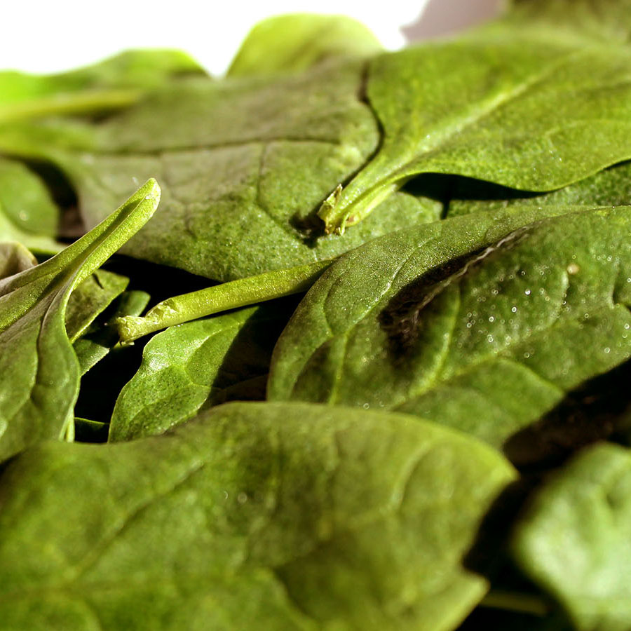 Espinaca