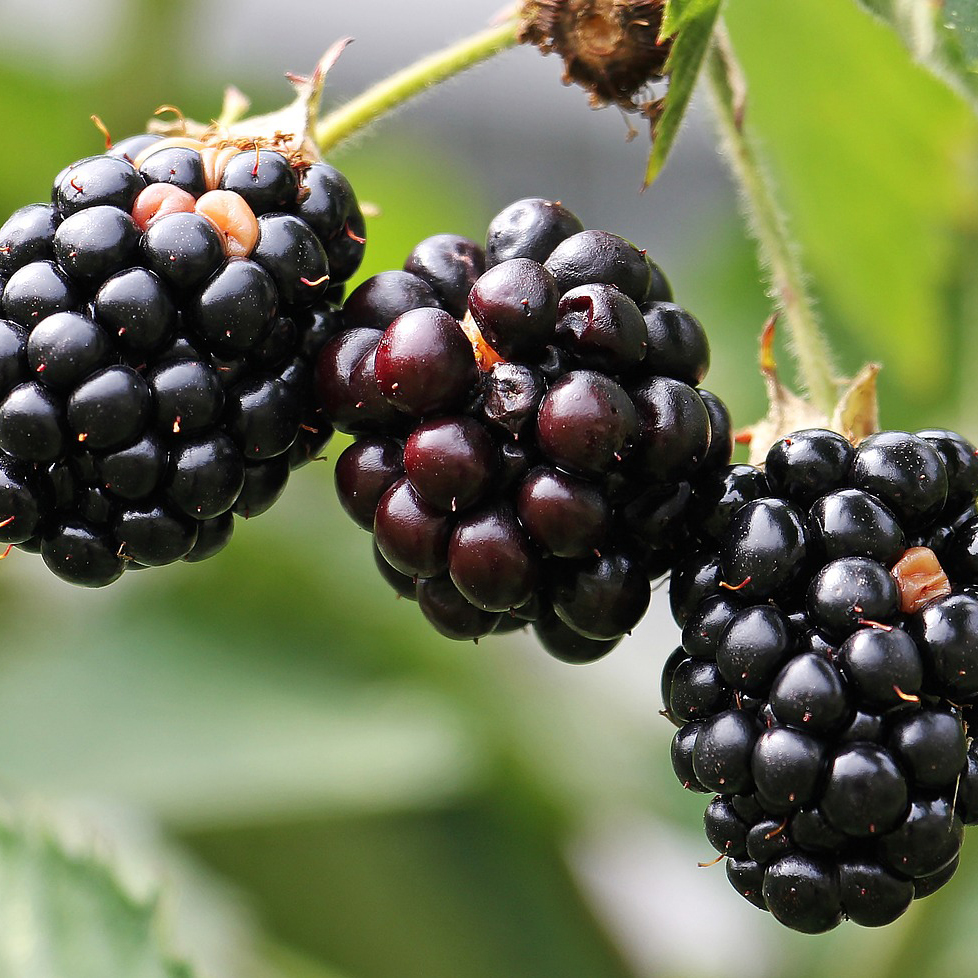 Moras