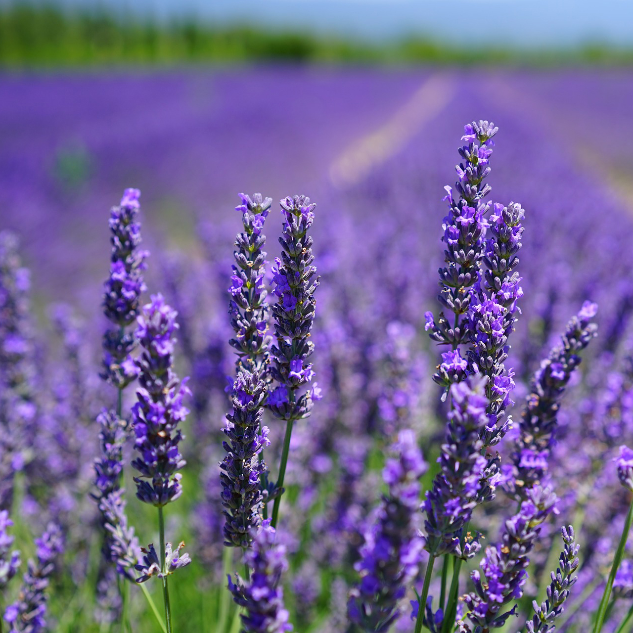 Lavender