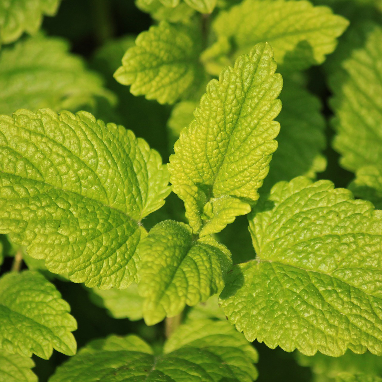 Lemon Balm