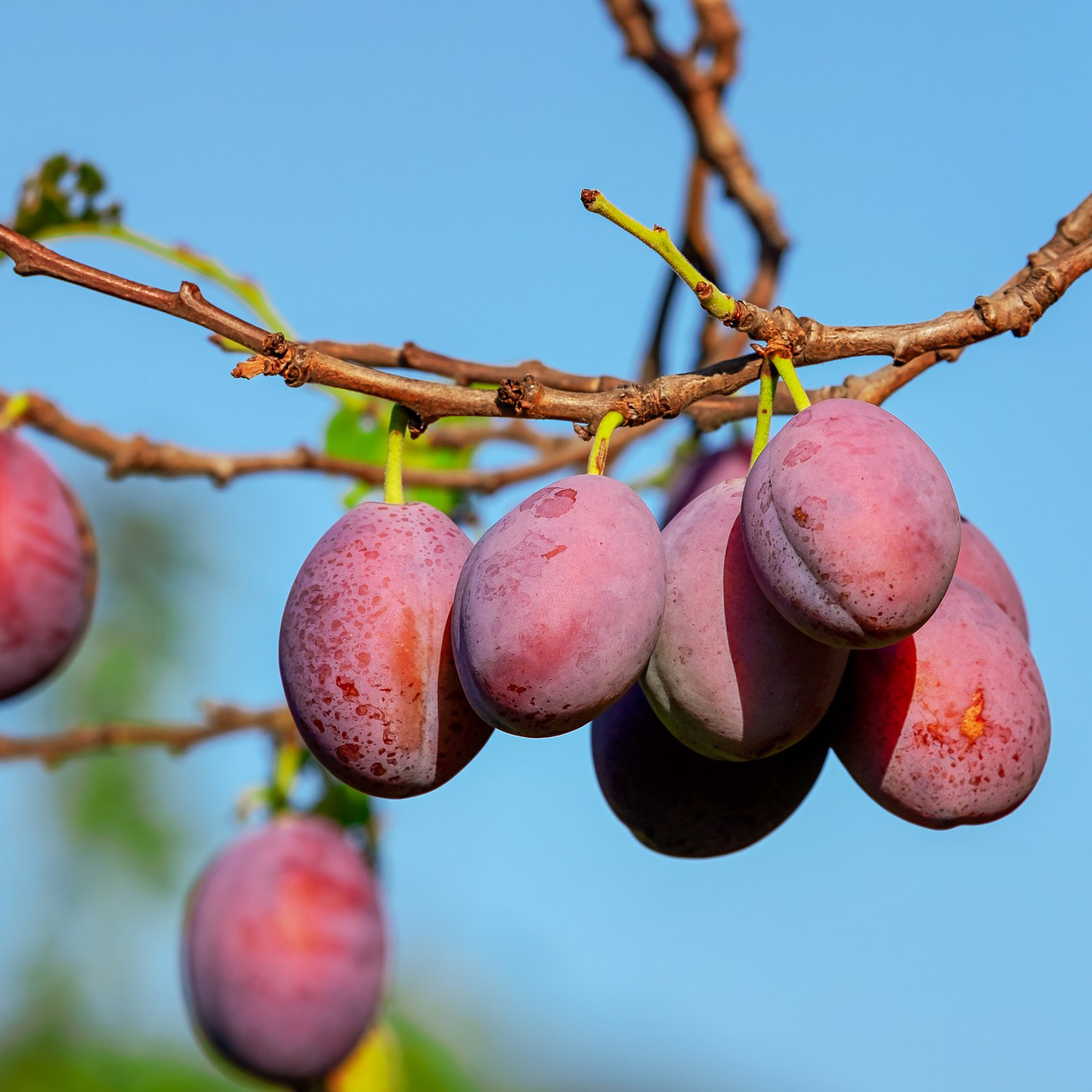 Ciruelas