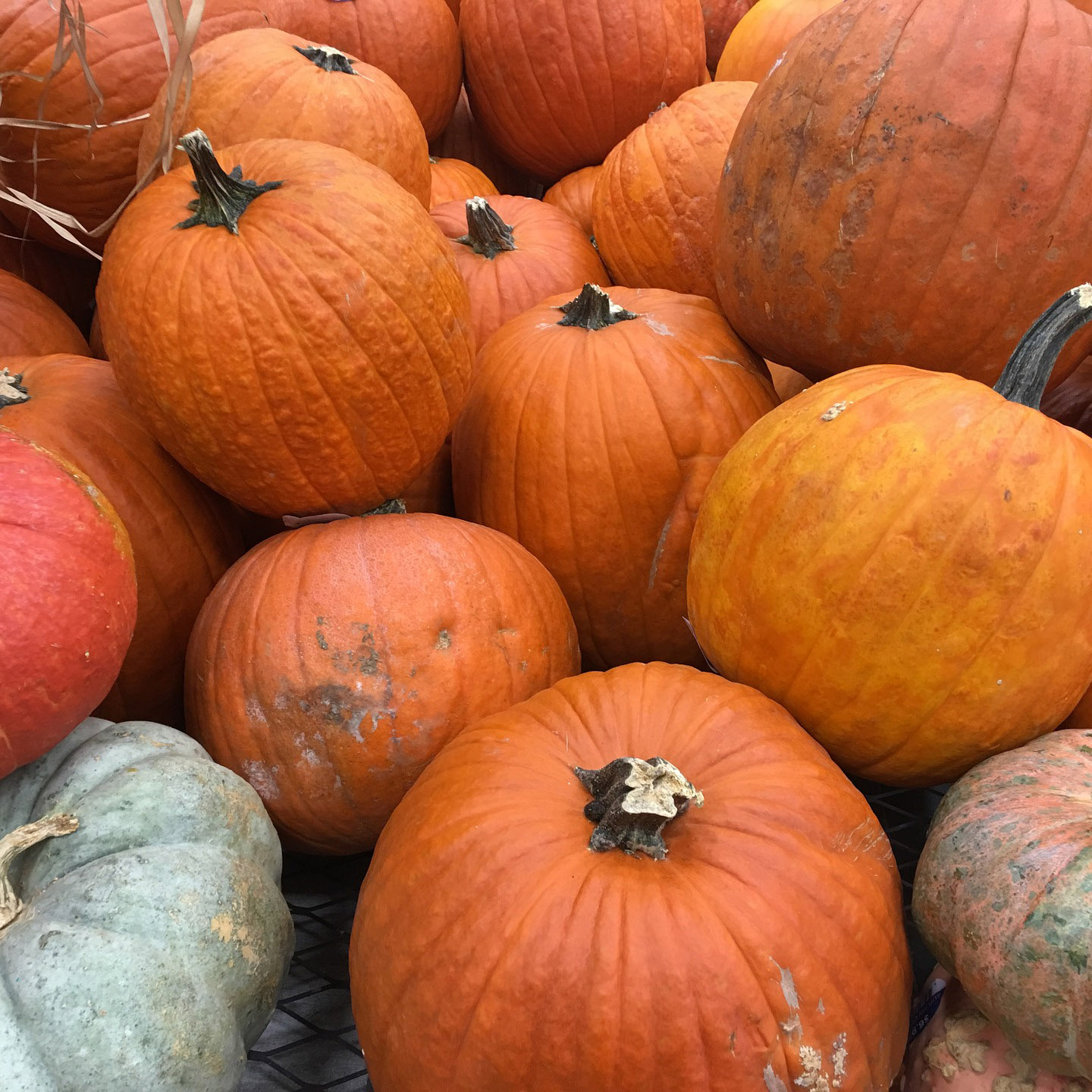 Pumpkin