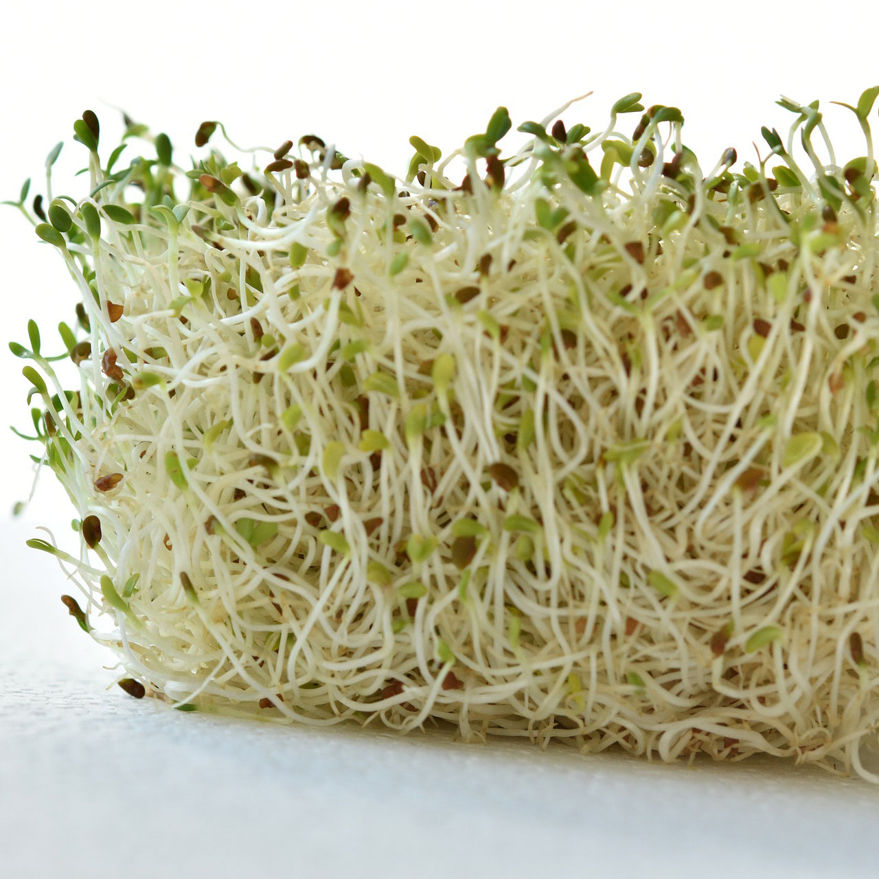 Brotes De Alfalfa