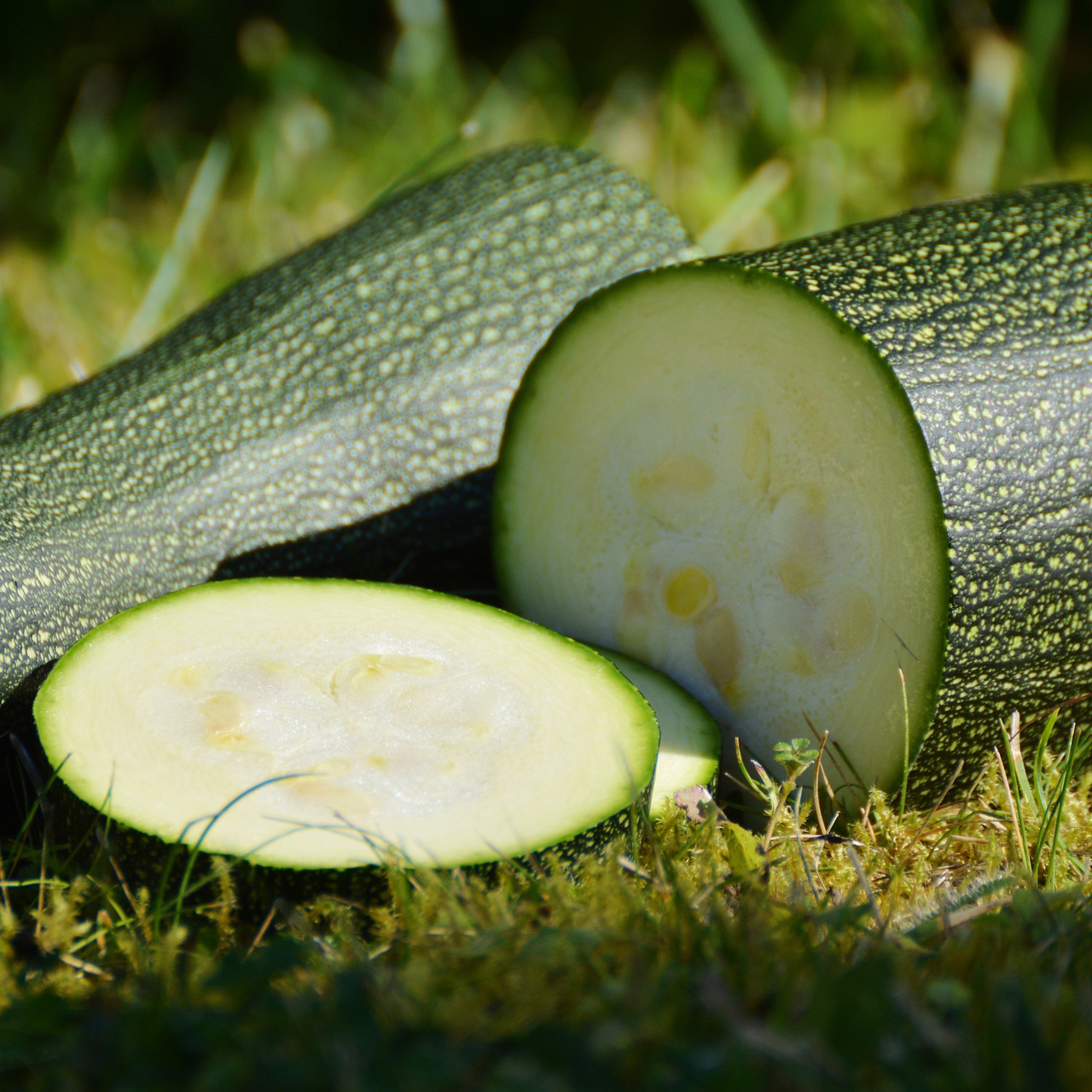 Zucchini