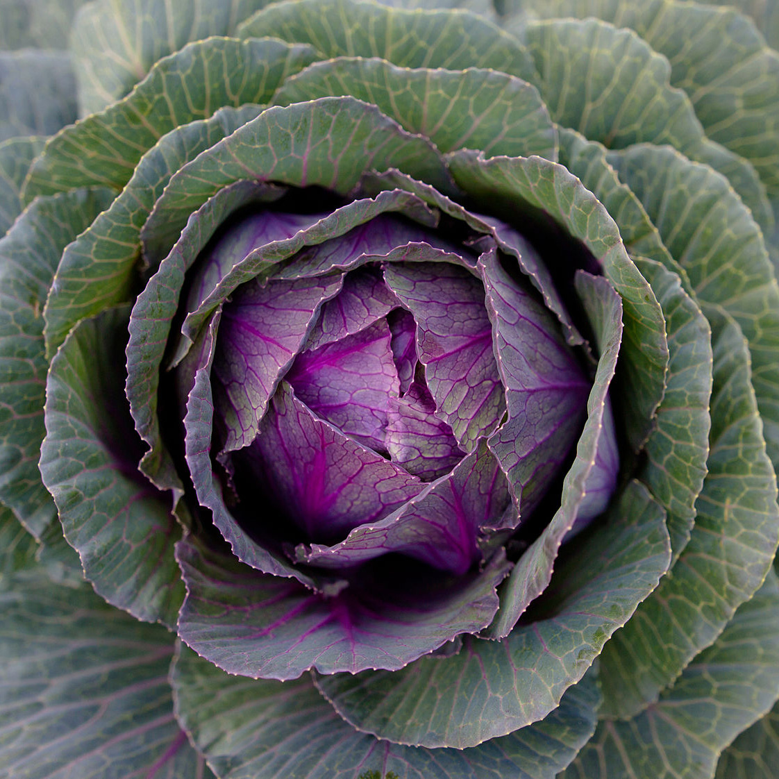 Cabbage