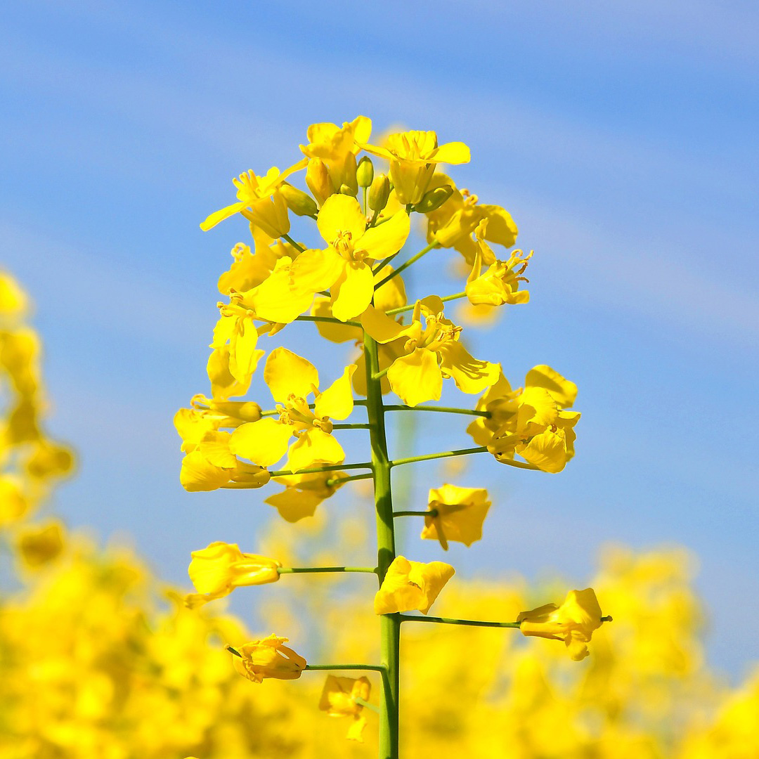 Canola