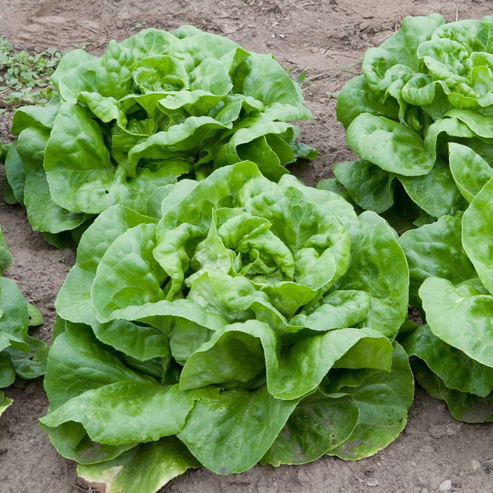 Lechuga
