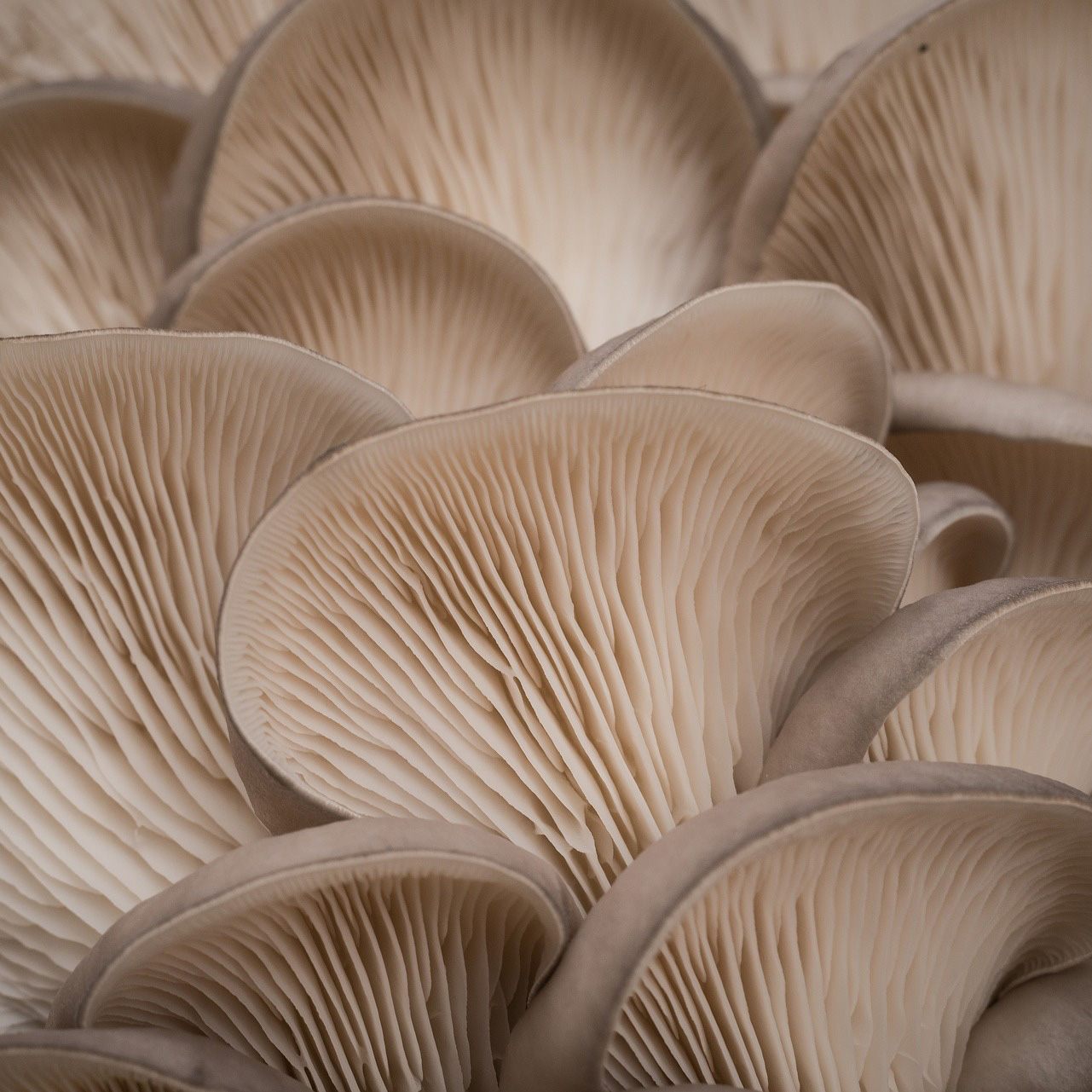 Champiñón De Ostra
