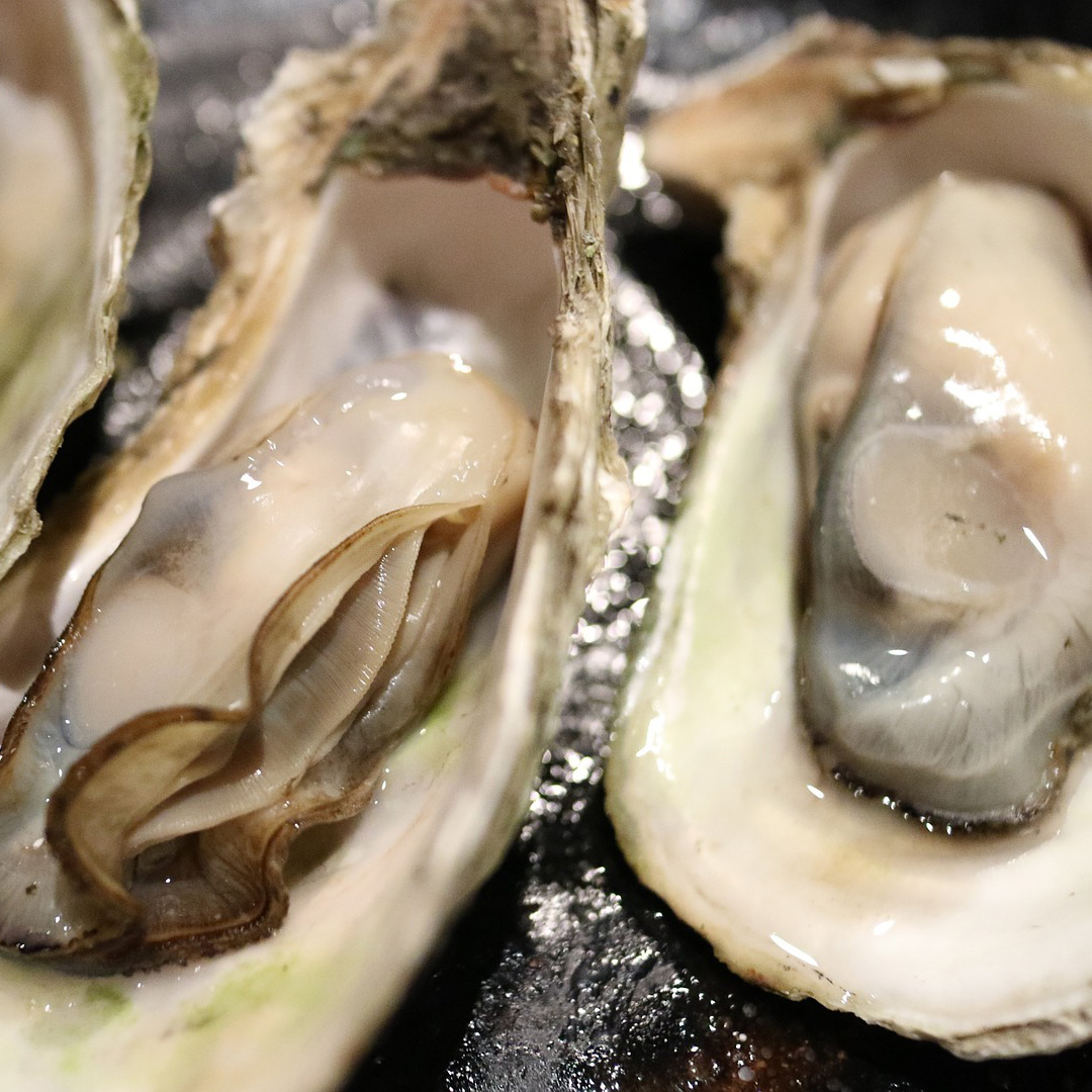 Oysters