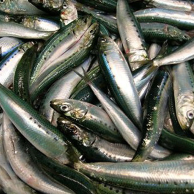 Sardinas