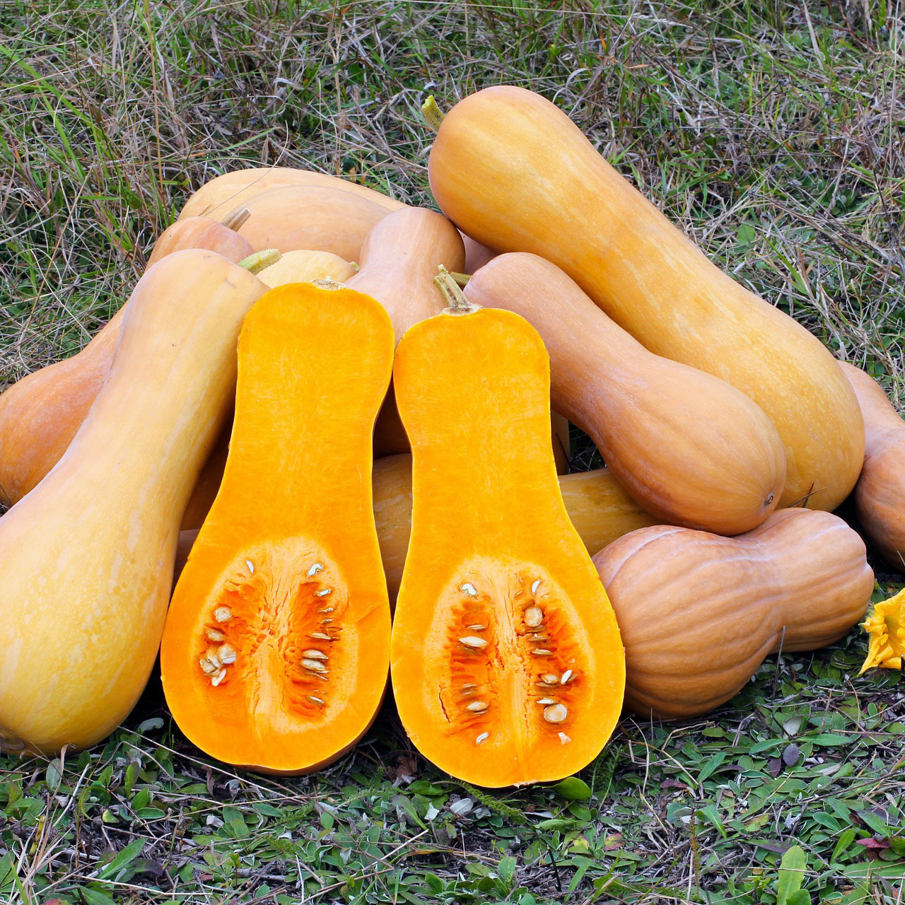 Calabaza