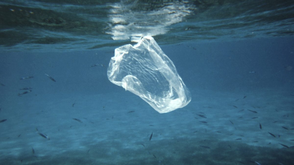 Are Microplastics in Seafood a Cancer Risk?