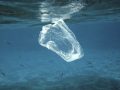 Are Microplastics in Seafood a Cancer Risk?