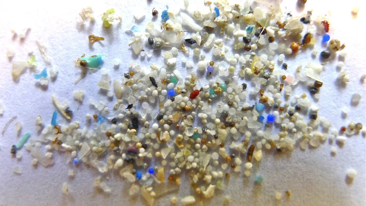 How Much Microplastic Is Found in Fish Fillets?