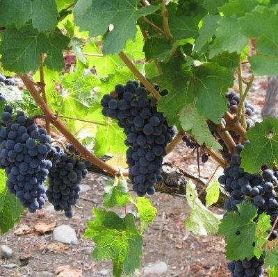 Resveratrol