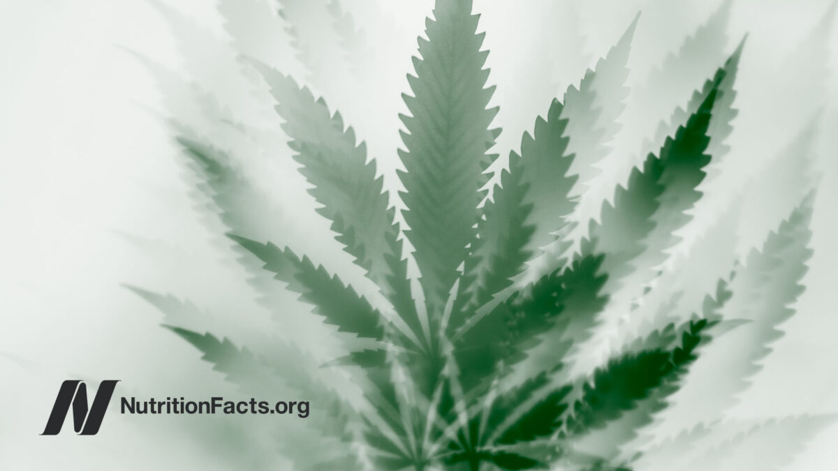 marijuana plant