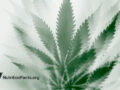 marijuana plant