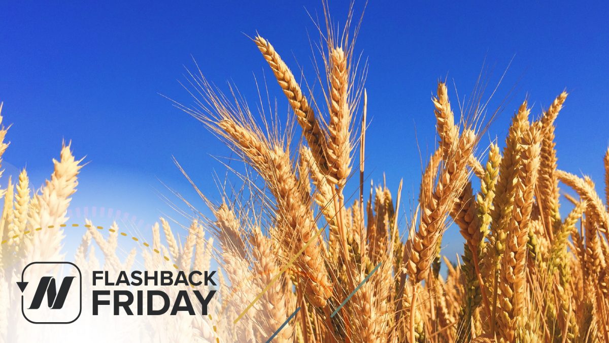 FBF - Is Gluten Sensitivity Real and Gluten-Free Diets- Separating the Wheat from the Chat