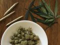 Effects of Marijuana on Weight Gain and Bone Density