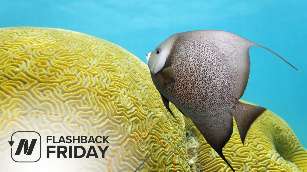 FBF - Is Fish Brain Food for Older Adults