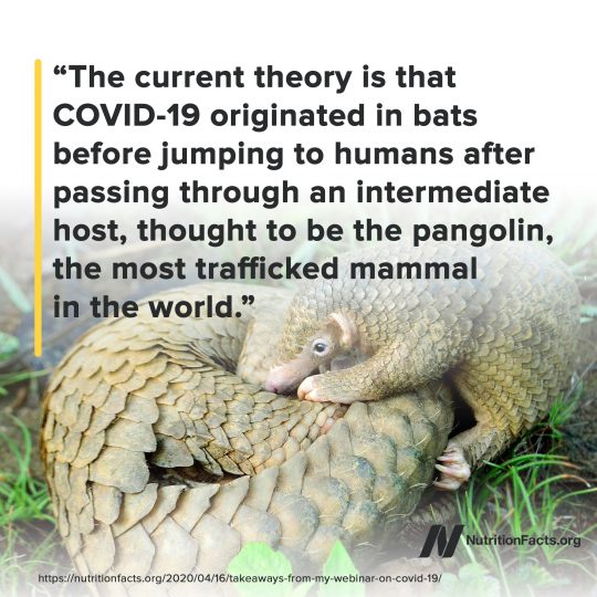Pangolin theory Pangolin theory