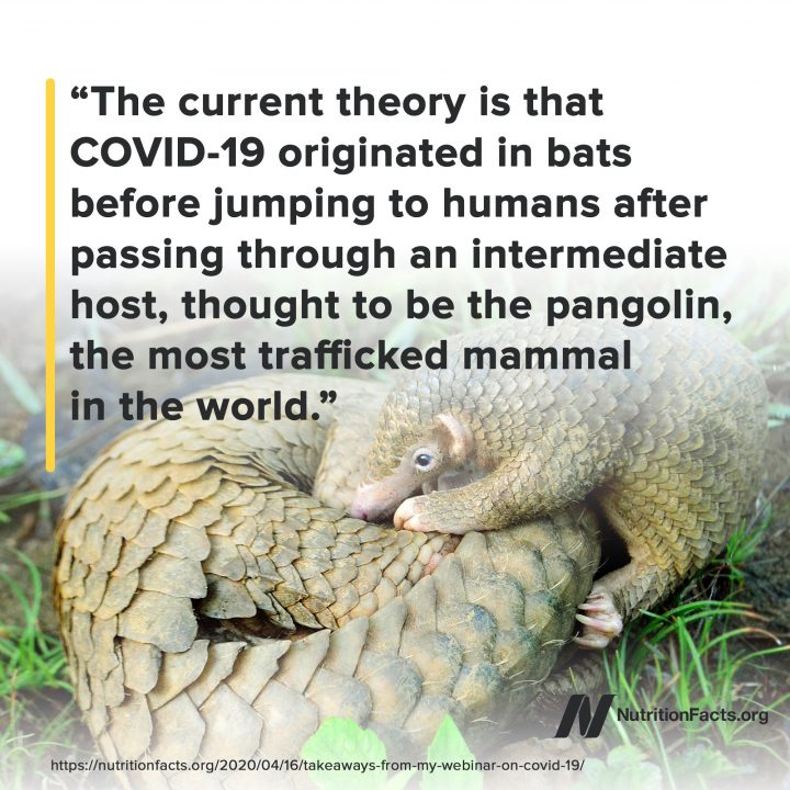 Pangolin theory Pangolin theory