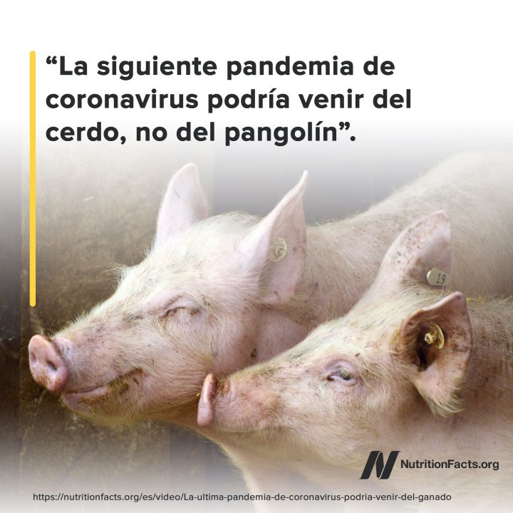 Del cerdo