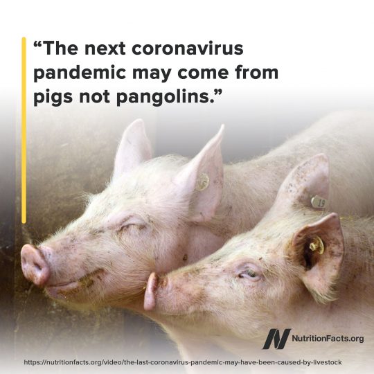 Pigs not pangolins Pigs not pangolins