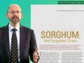 Is Sorghum a Healthy Grain?