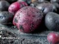 Group of homegrown red and purple potatoes in rustic setting with dirt