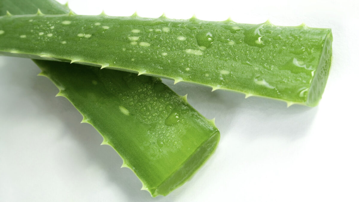 Aloe vera leaves