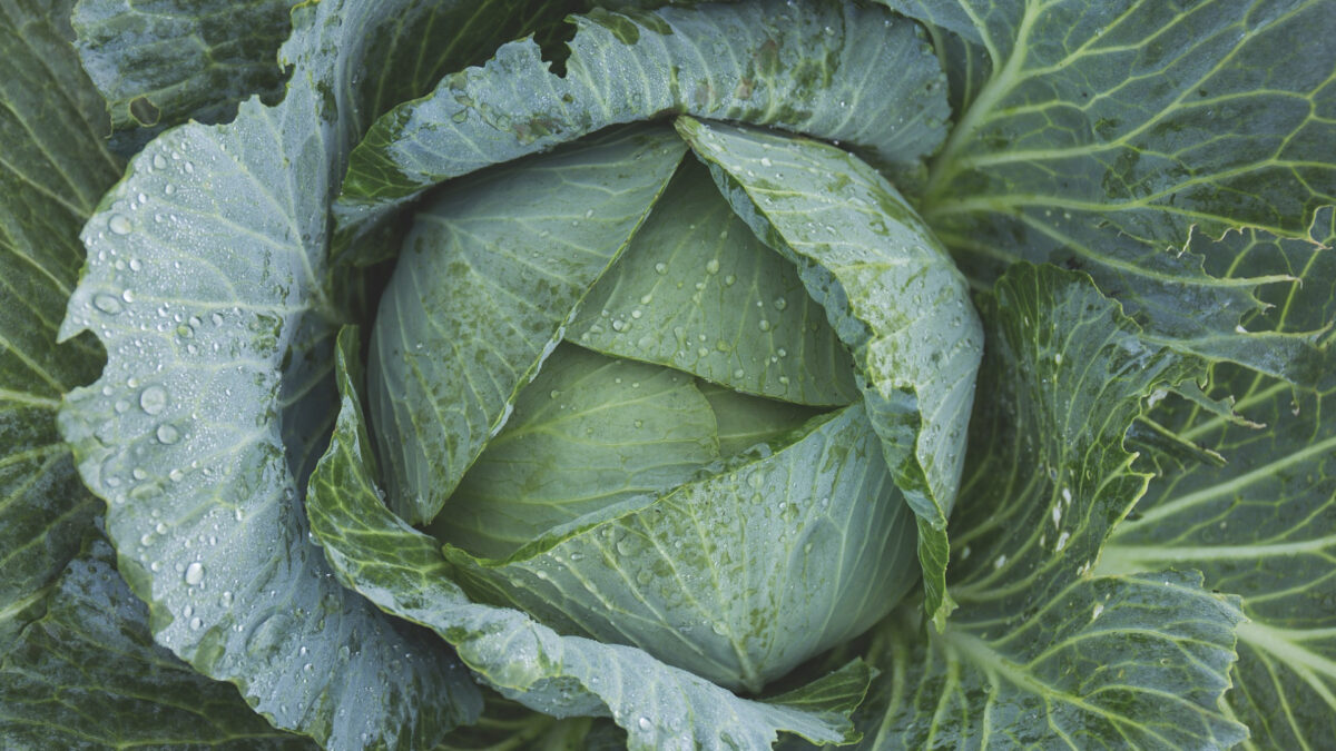 Green cabbage