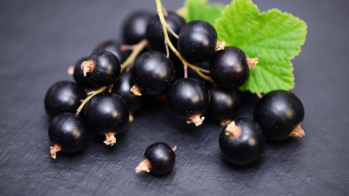 small bunch of currants