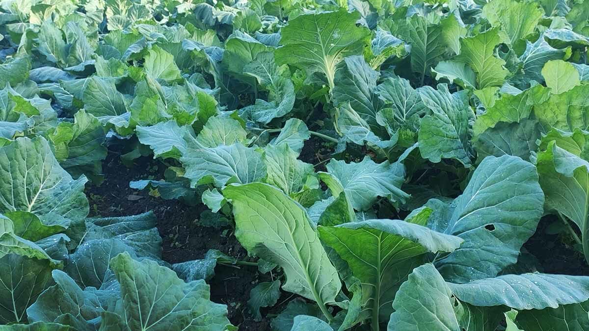 rows of kale plants