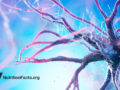 Digital drawing of neurological functions