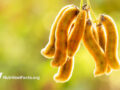 Velvet beans with a blurred background