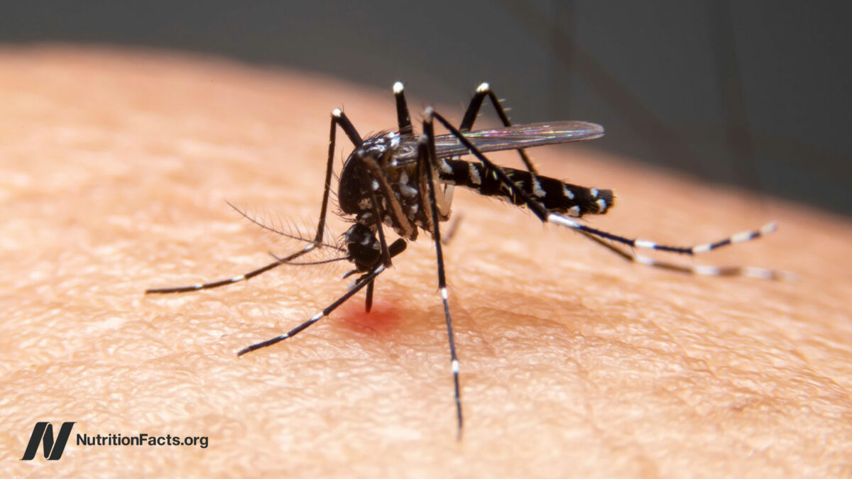 Mosquito on human skin