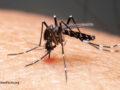 Mosquito on human skin
