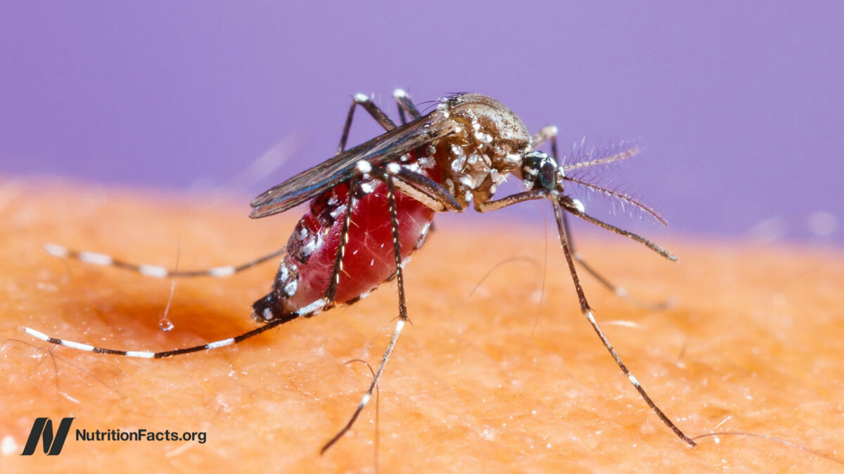 Close up of mosquito on human skin