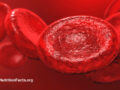 Illustration of red blood cells