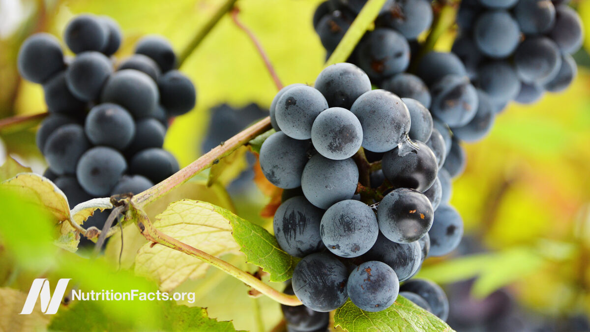 Close up of grapes on a vine