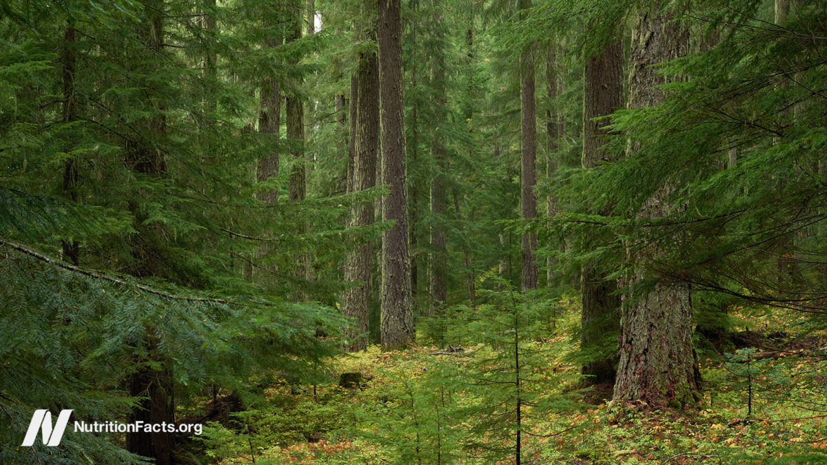 forest