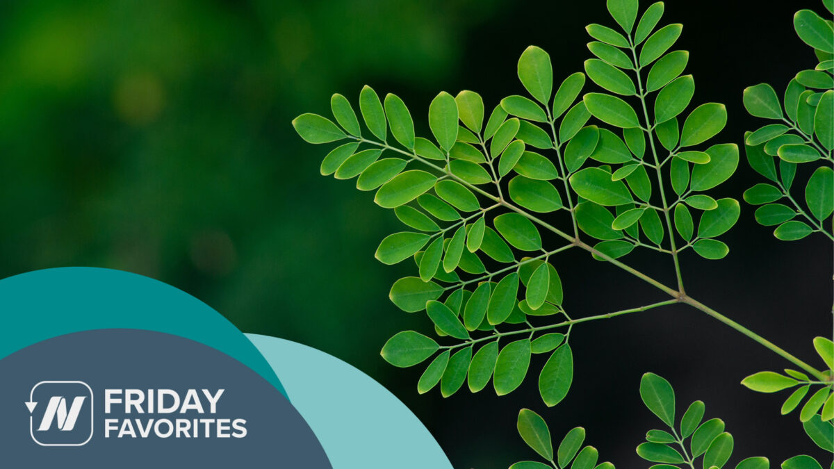 Moringa leaves