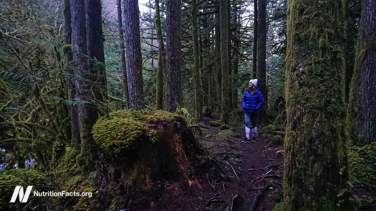 person in a forest